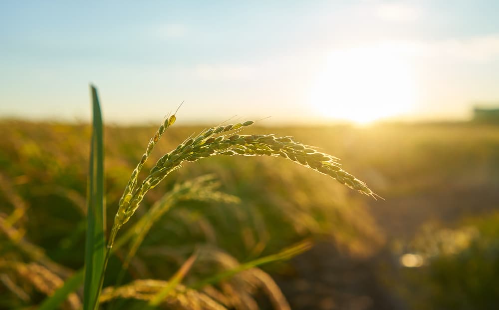 Agricultural Products